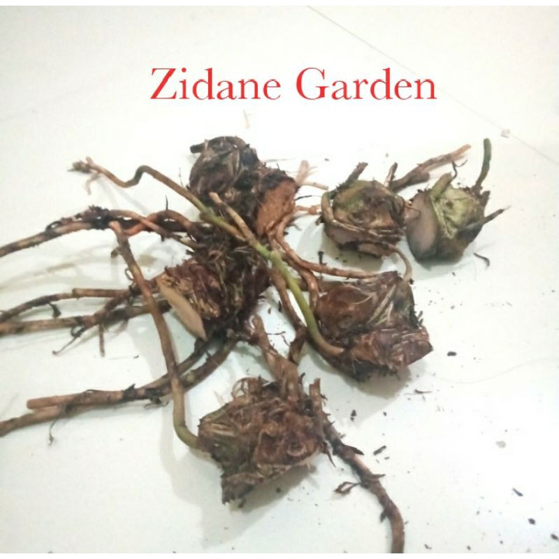 bibit/bonggol magnificum batang kotak