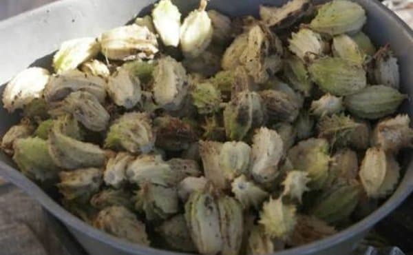 

Buah Renggak Wresah Hangasa atau Ranggasa Segar