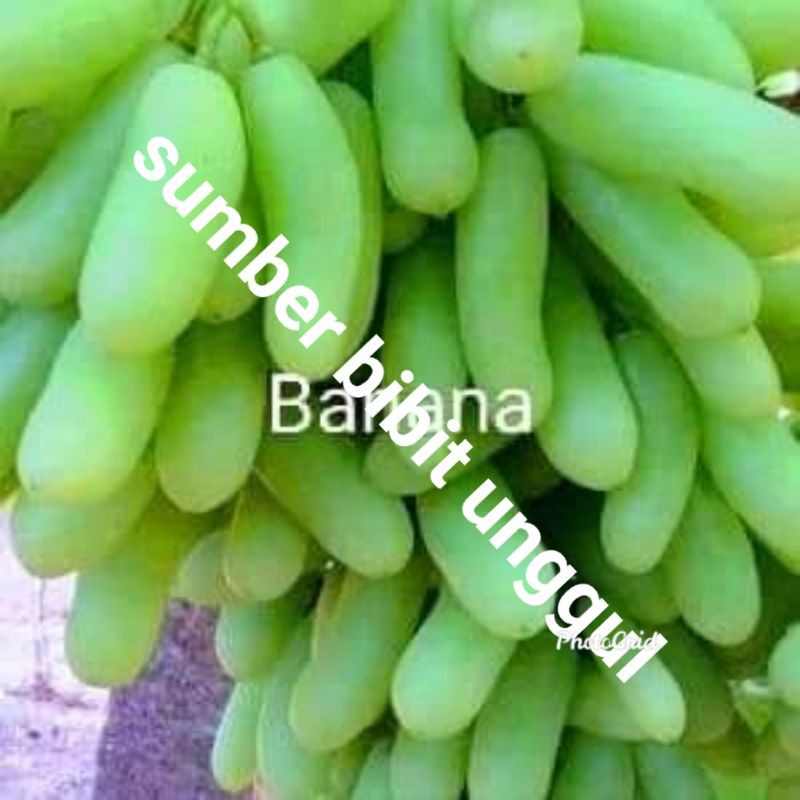 bibit anggur import banana