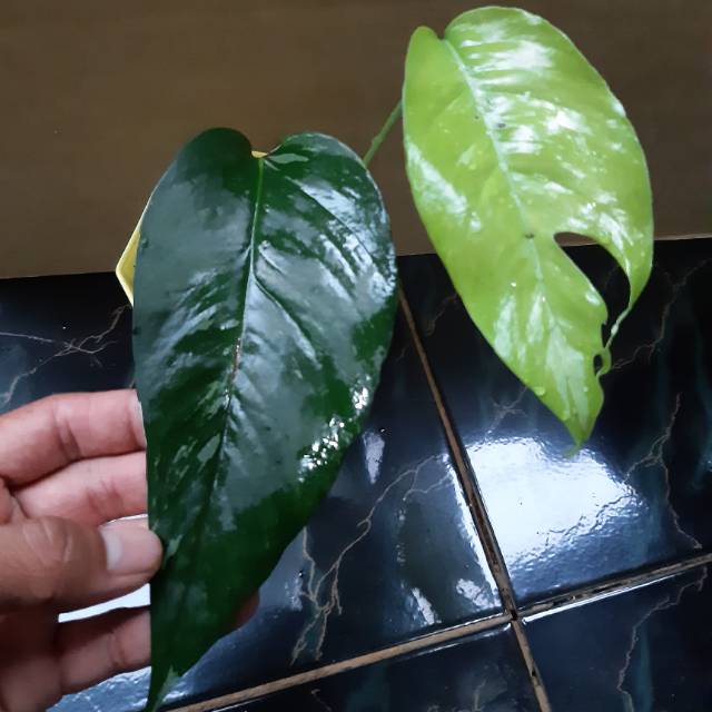 Tanaman Hias Epipremnum Pinatum Variegata Monstera Ekor Naga Variegata Shopee Indonesia