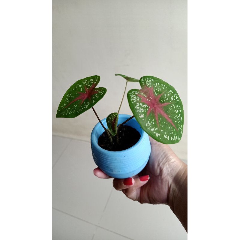 Caladium / Keladi Red Star