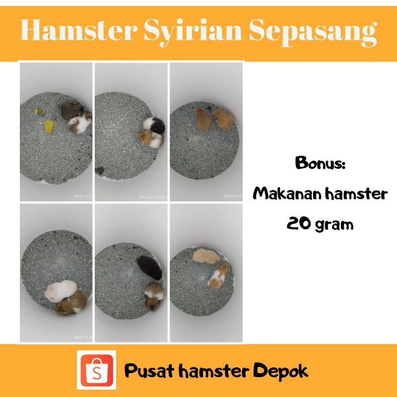 Hamster Syrian Sepasang