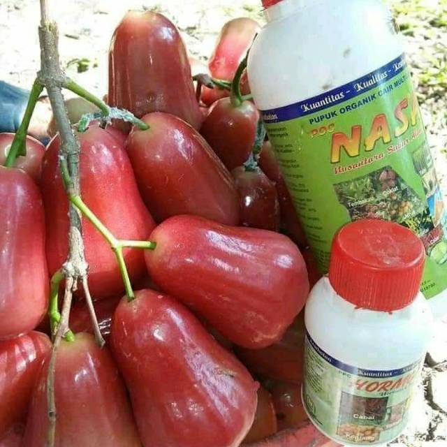 Poc NASA dan Hormonik