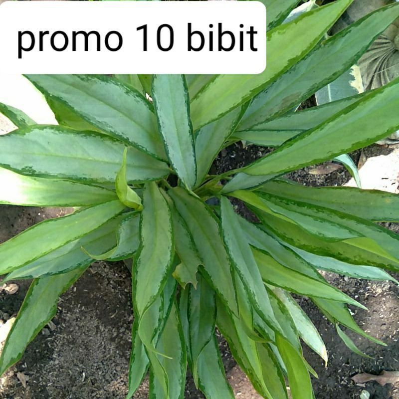 promo 10 bibit aglonema bulu ayam