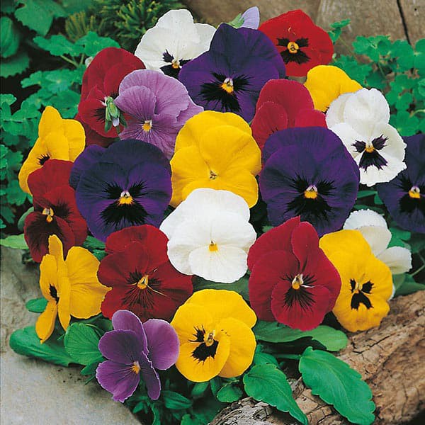 Benih Bibit Biji - Bunga Pansy Mr F's Early Mixed F1 Flower Seeds - IMPORT