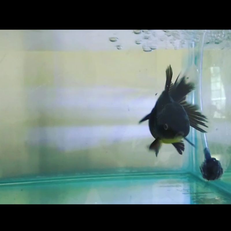 koki oranda black 13cm