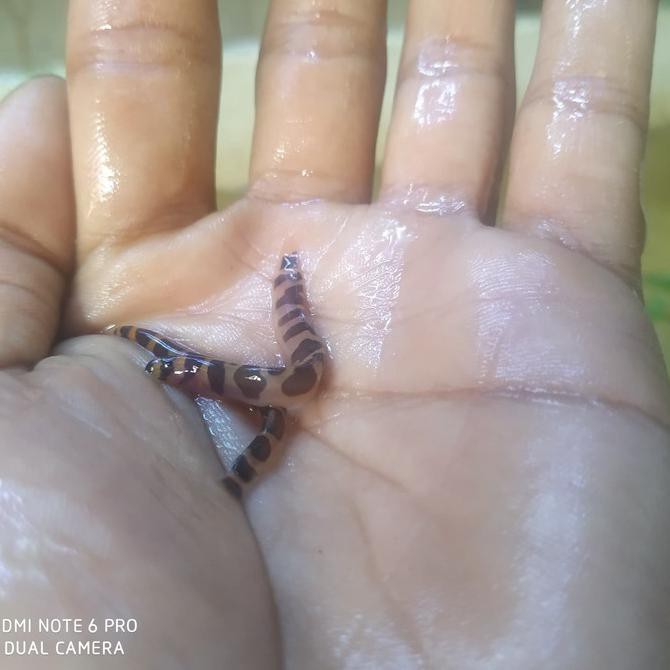 JUAL KUHLI LOACH PEMAKAN PLANARIA