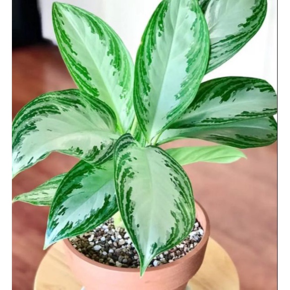 tanaman hias aglonema silver day - taman hias sri rejeki