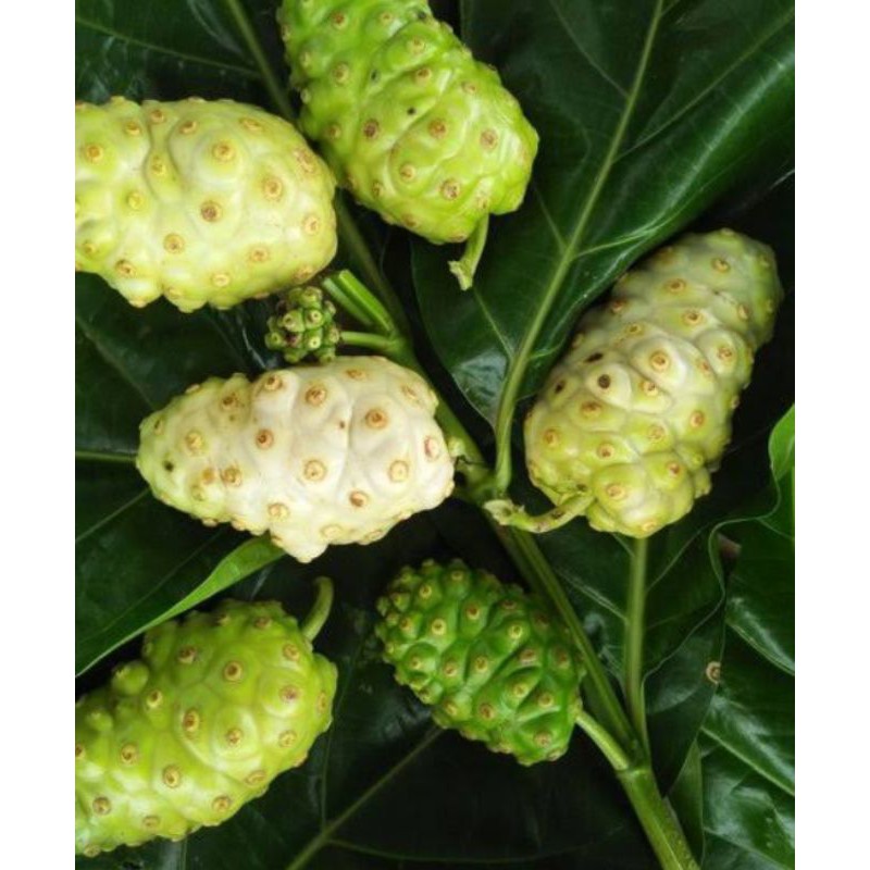 

buah mengkudu / buah pace 500 gram