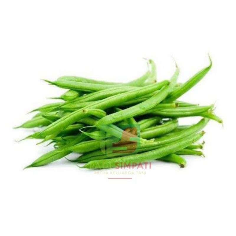 20 Benih Buncis LEBAT-5 Kemas Ulang / Tanaman Hias Murah Bunga Kering Aglonema