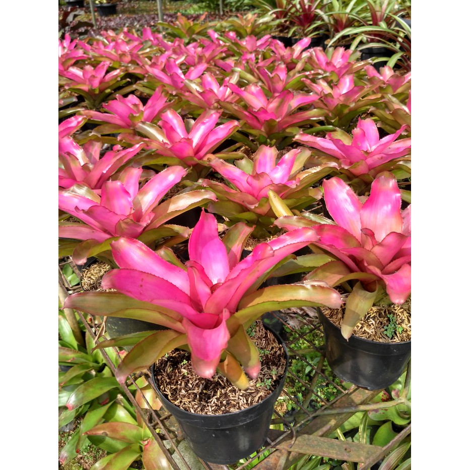 Jual Tanaman hias bromelia lila hibrid - bromelia pink - tanaman bromelia  pink | Shopee Indonesia