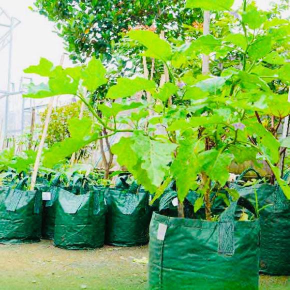 Planter Bag Eco Pack 20 Liter Green HDPE Original Kualitas Ekspor Tabulampot