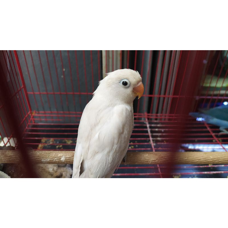 Burung Lovebird Pastel Putih - Pasput Wajib Via Ojol