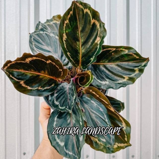 Tanaman Hias Calathea - Calathea Green Lipstik - Meranti - Kalatea Green Lipstik