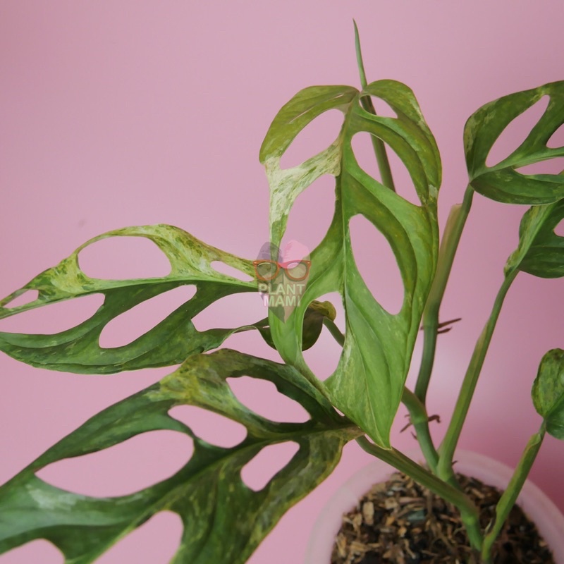 Monstera adansonii variegata / janbol variegata