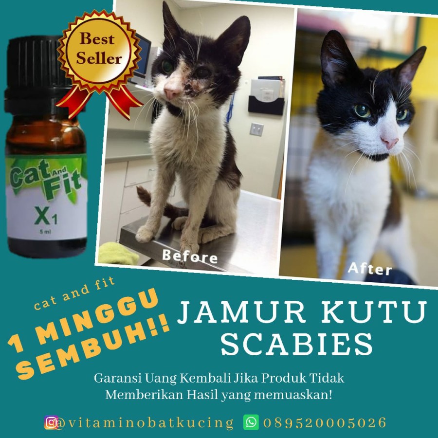 PAKET Bebas Jamur Kutu dan Penggemuk Kucing cat and fit x1 plus vito fish oil