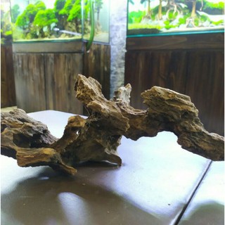  Kayu  Rentek  30 40cm size M for Aquascape  Shopee Indonesia