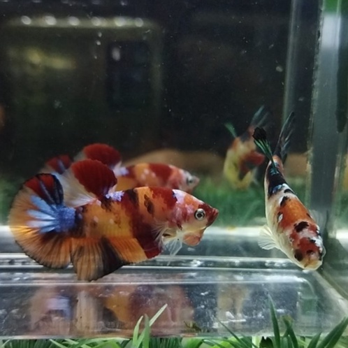 SEPASANG/ 1 PAIR IKAN CUPANG PK NEMO MULTICOLOR SIAP BREED 100% REALPICT (KODE AR16)