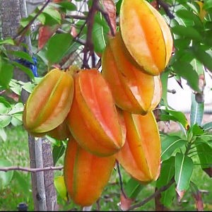 Bibit Buah Belimbing Bangkok Merah