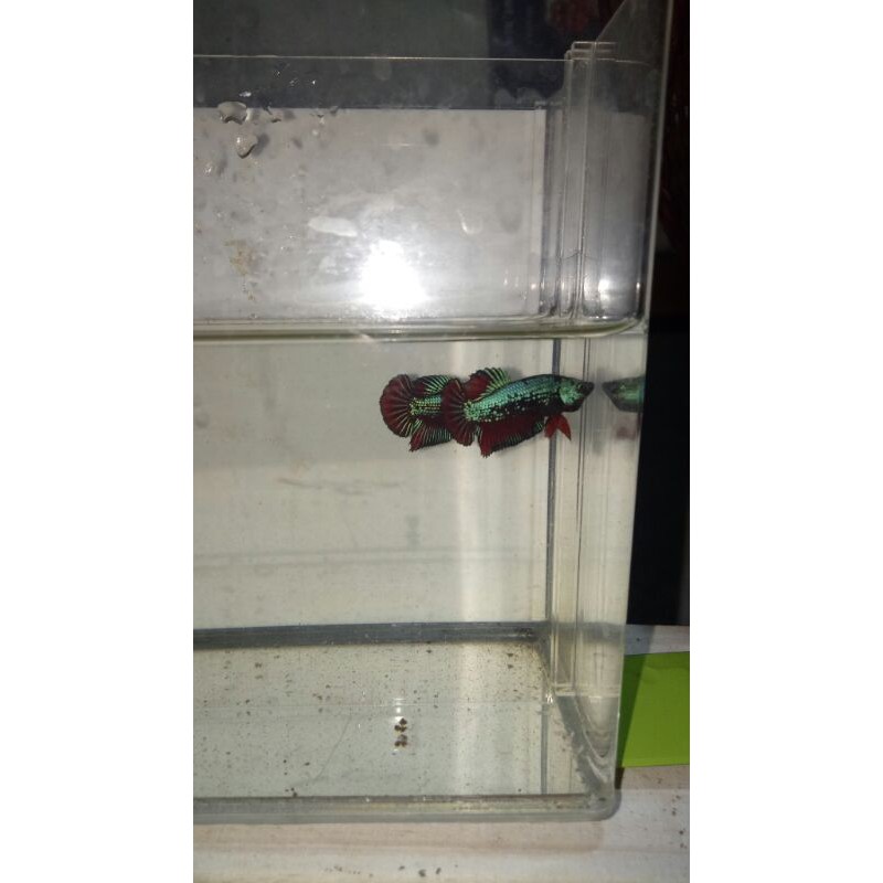 baby atau anakan cupang avatar top grade