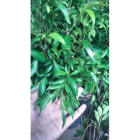 Bibit beringin arjuna kraton bahan bonsai 30-40cm