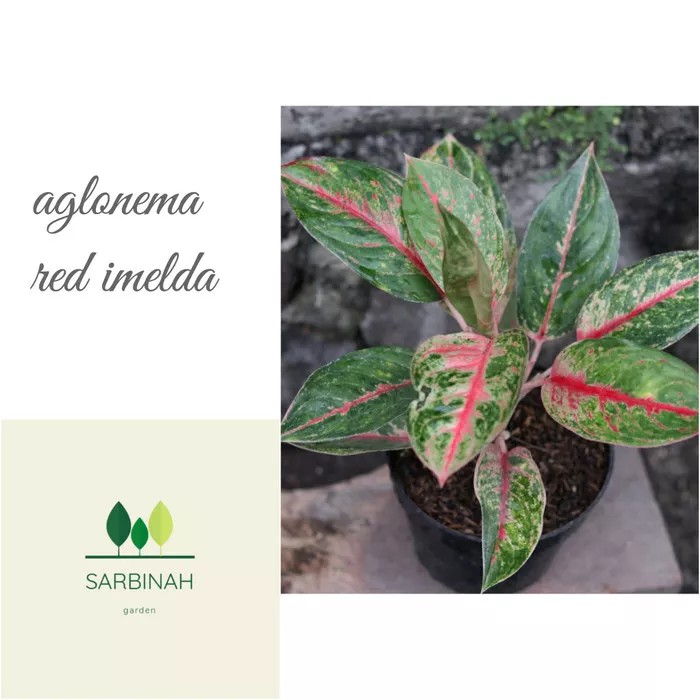 aglonema red imelda