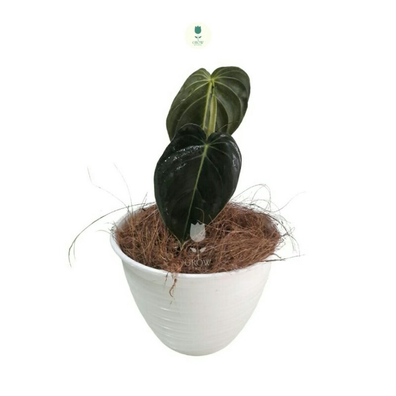Tanaman hias philodendron melanochrysum / philodendron melano