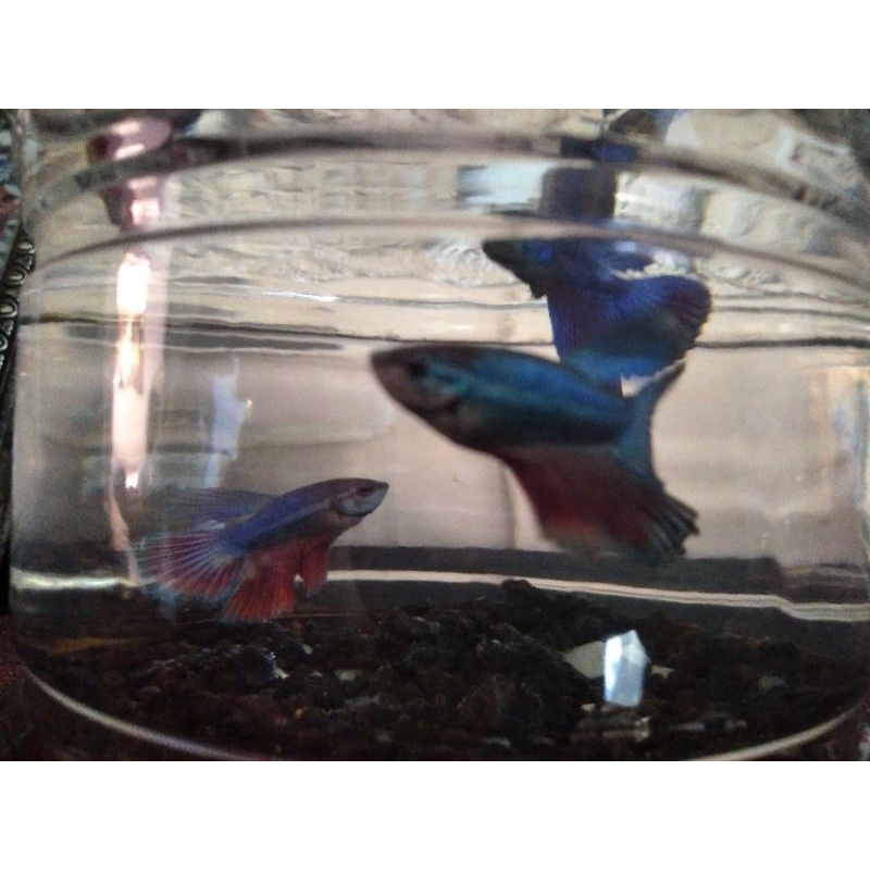 Ikan Cupang 3 Warna murah