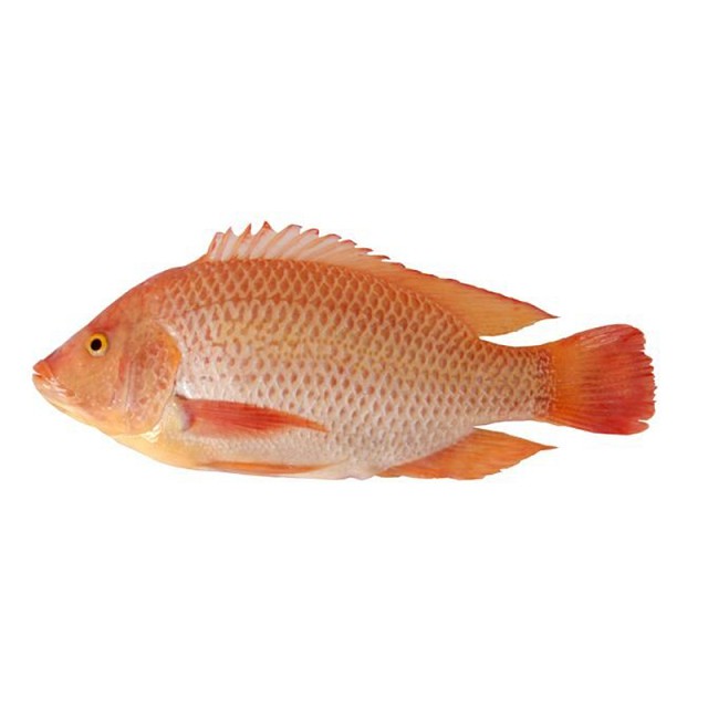 

IKAN NILA MERAH - PASAR KEMIRI