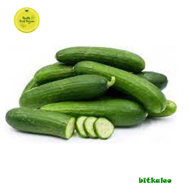 

Timun Kyuri Organik 500 gr (PO)