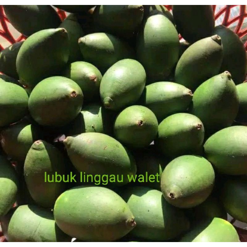 

pinang muda harga untuk 1kg