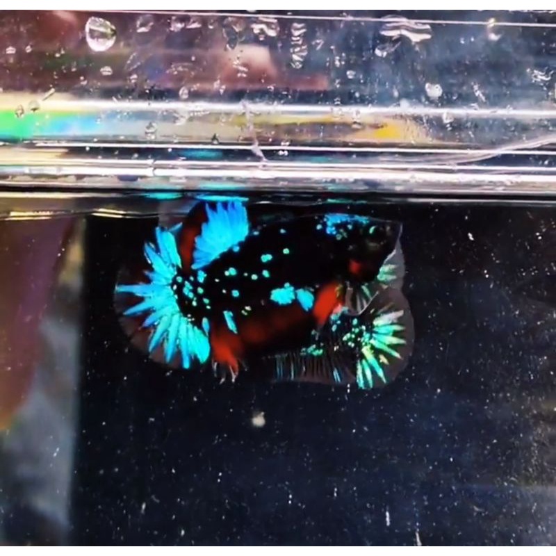 IKAN CUPANG HIAS 2 PASANG AVATAR GORDON RINTIK SUPER TOP GRADE IKAN VIRAL TERMURAH PROMO CORONA