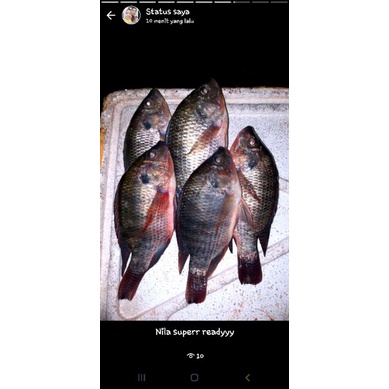 

ikan nila segar....