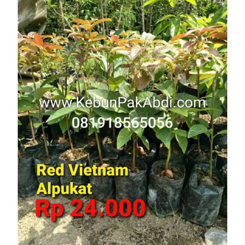 

Bibit Alpukat Red Vietnam