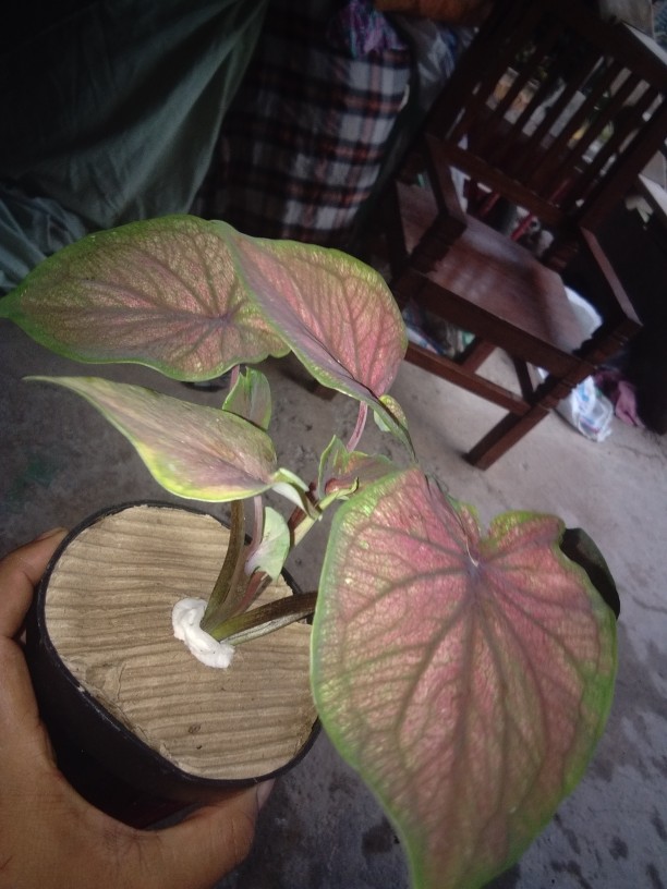 Tanaman Hias Caladium/keladi Red Jaguar Daun Ganda (bisa Cod)