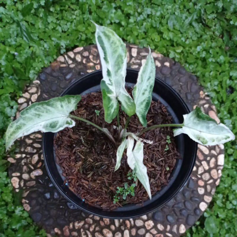 Syngonium T25