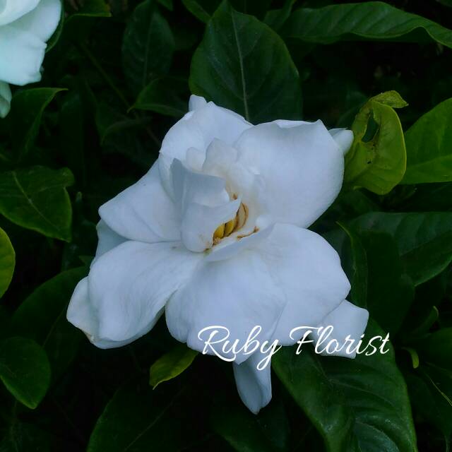 Bibit Bunga Kaca Piring