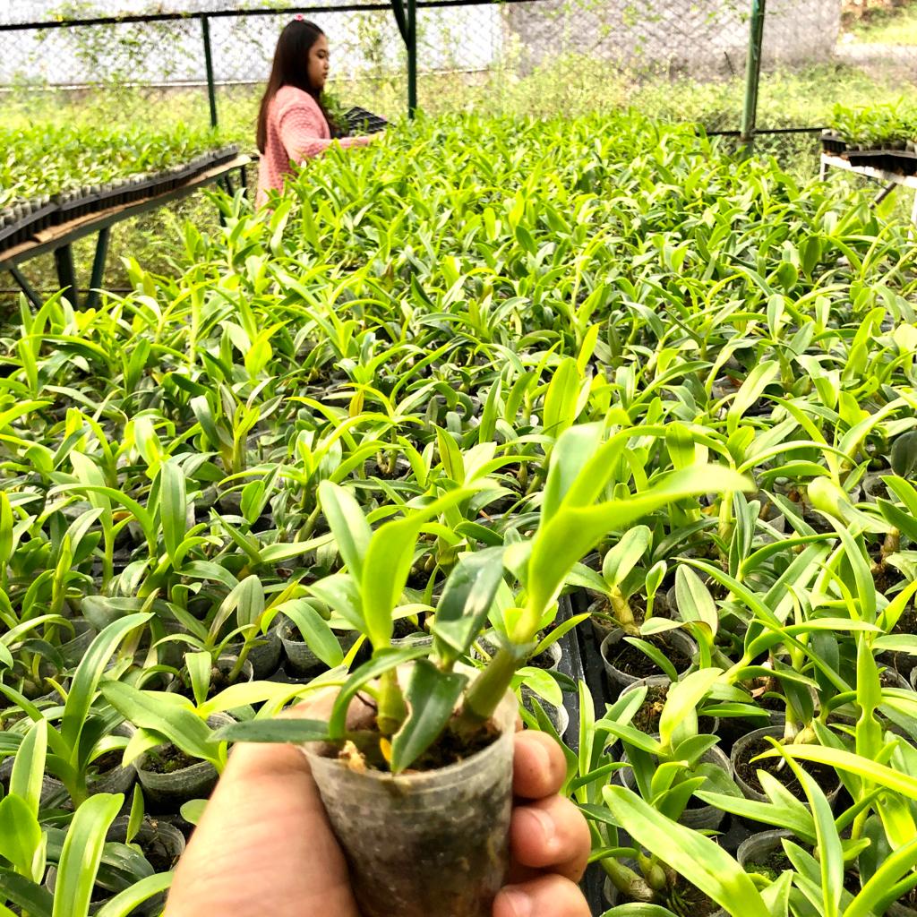 Bibit Tanaman Hias Bunga Anggrek Dendrobium Seedling/Bunga Hias Anggrek/Tanaman Hidup/Bunga Hidup