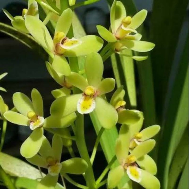 cymbidium clorantum