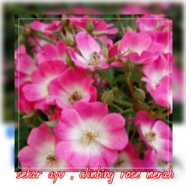 Bibit Mawar Rambat Climbing Rose