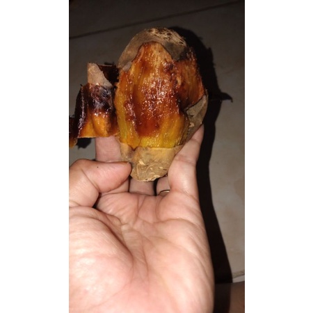 

ubi madu cilembu