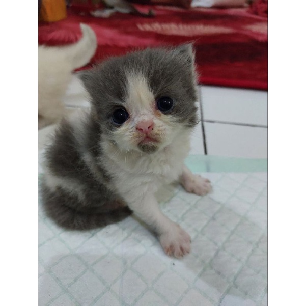 anak kucing persia bulu kapas