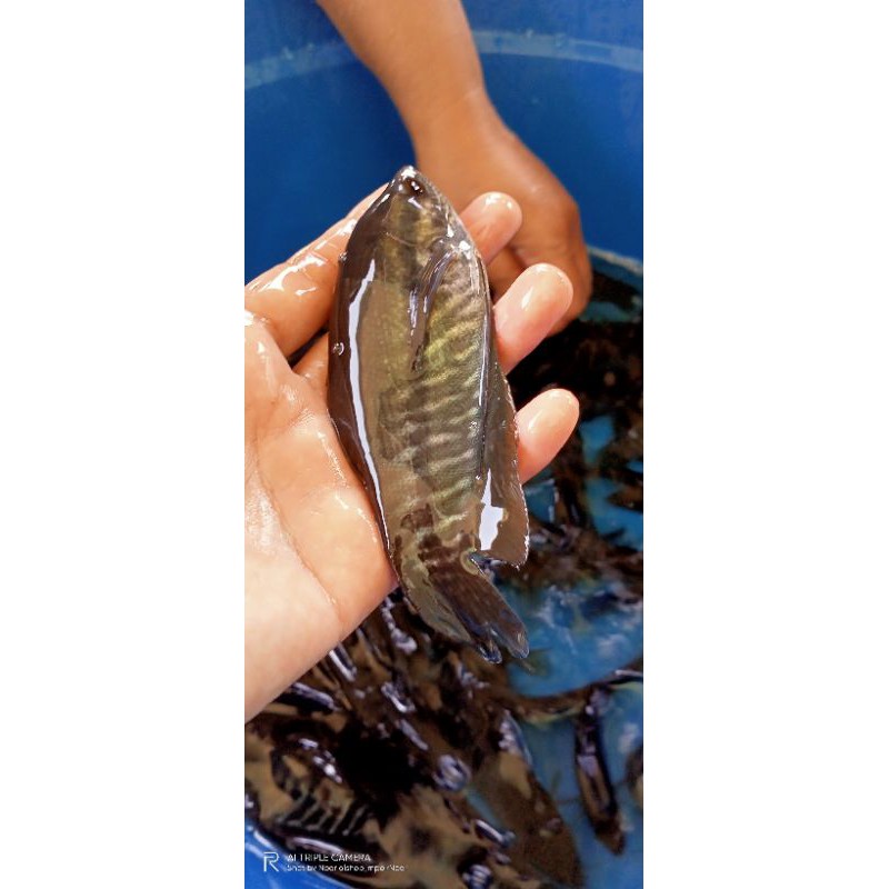 

jual ikan sepat siyem 20 ekor