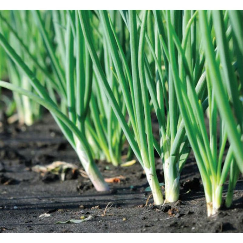 Benih Sayuran Daun Bawang F1 Fragrant Sayuran Loncang Unggul Bibit Sayuran Repack Berkualitas