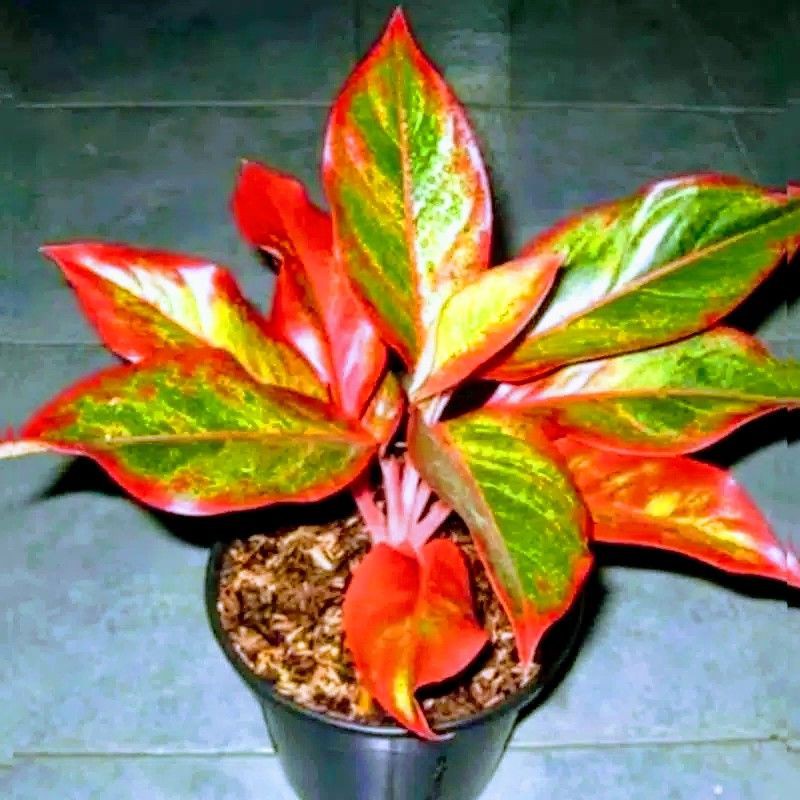 Bunga Aglonema Lipstik Merah