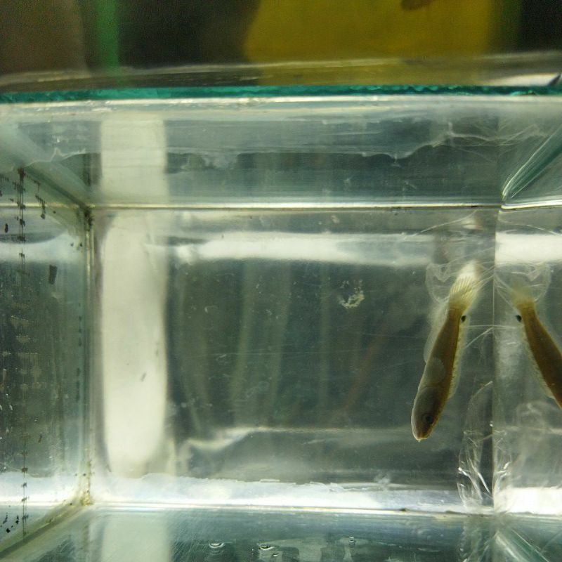 baby canna limbata ukuran 4-5cm