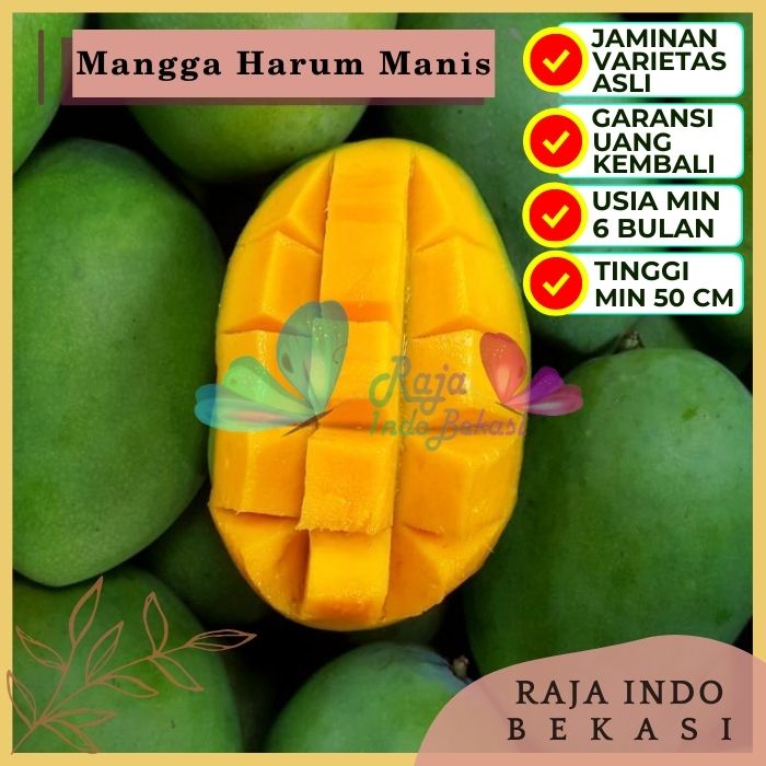 Bibit Tanaman Buah MANGGA HARUM MANIS Premium