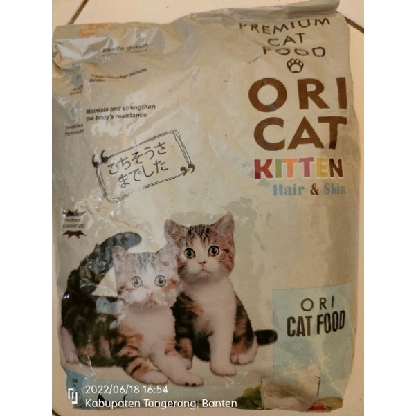ORI cat kitten