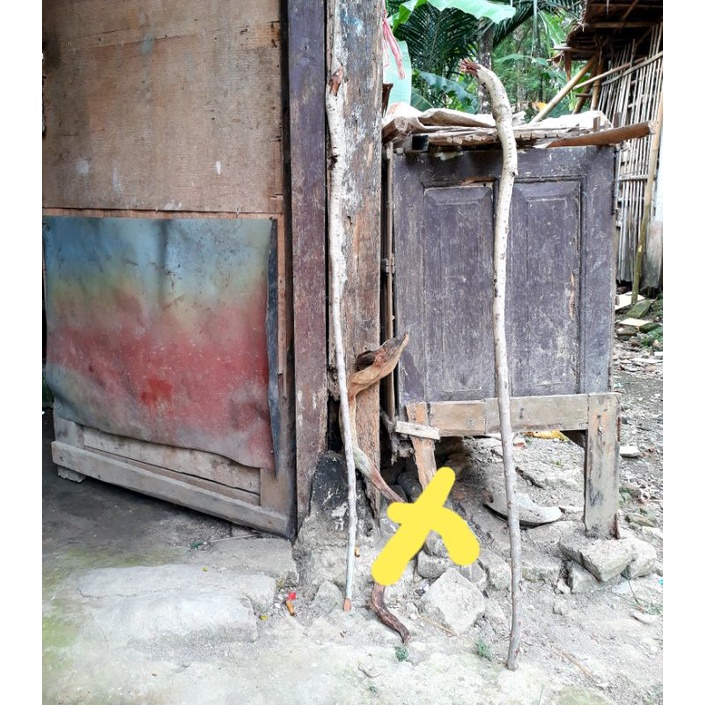 Sepasang tongkat kayu santigi mati ngurak