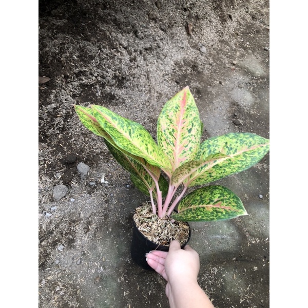 Aglaonema Big Roy